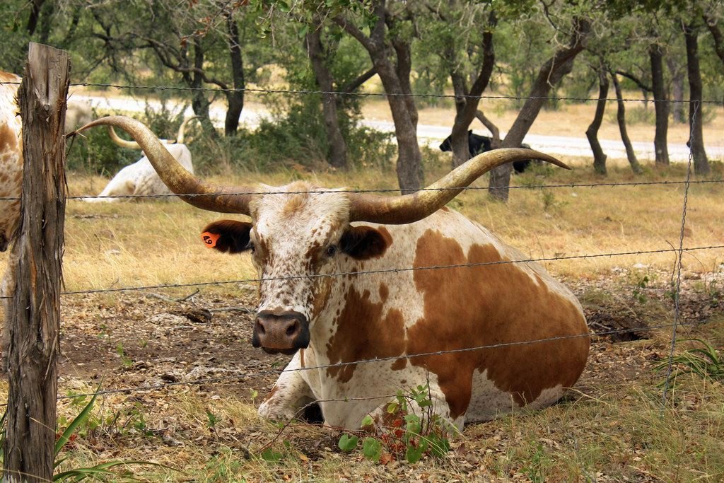 Res longhorn echada junto a una cerca de rancho